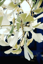 Cermaic Leaf Gingko Chandelier F