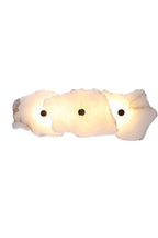 Petra Wall Lamp